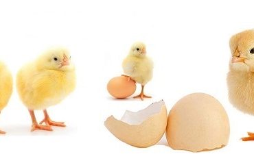 جوجه یک روزه گوشتی صادق آباد