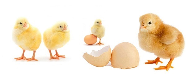 جوجه یک روزه گوشتی آمل