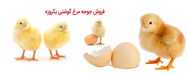 جوجه یک روزه گوشتی آمل